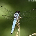 Brachydiplax duivenbodei (Darkmouth) in Centenary Lakes. This species seems to prefer shady places. ドゥイウェンボデイアオビタイトンボ<br />Canon EOS 7D + EF70-200 F4.0L + EF1.4xII